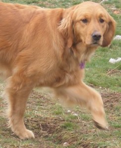 Annie foot up
