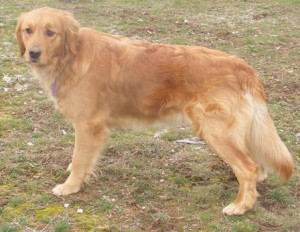 Annie full body