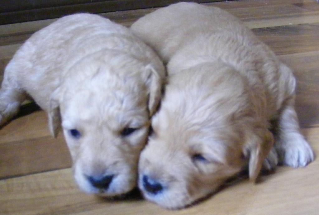 DSCF4660 Miniature Goldendoodle Breeders in Washington WA Breeders of