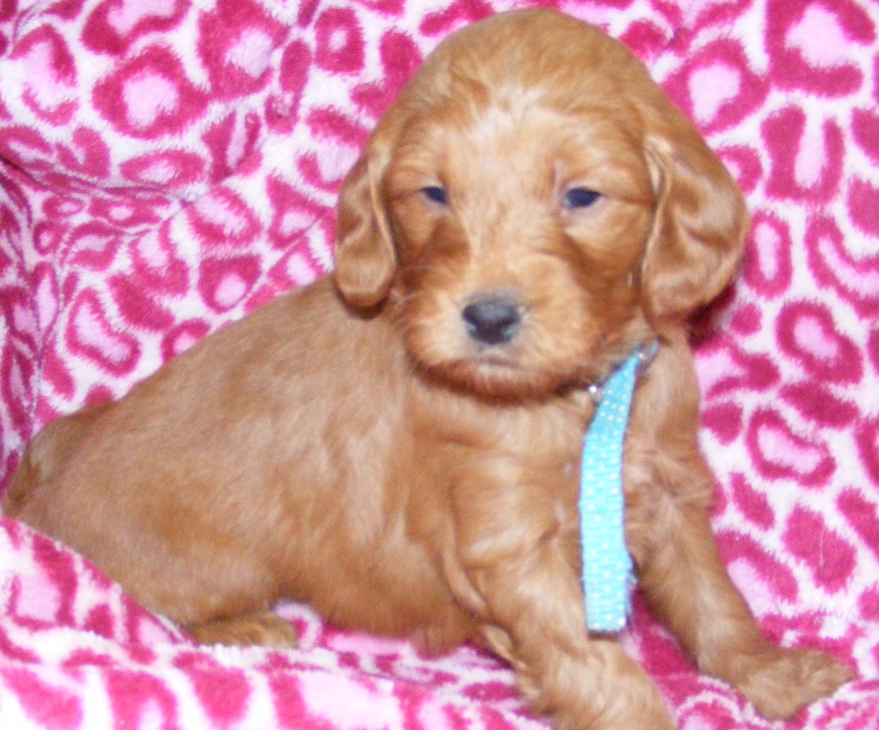 DSCF4731 Breeders of Quality Miniature Goldendoodles