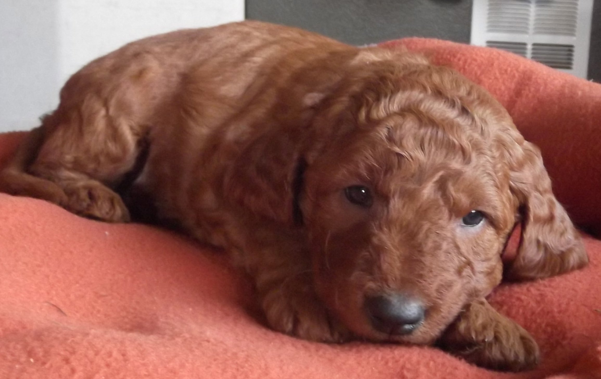 DSCF6937 Breeders of Quality Miniature Goldendoodles